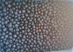 IQF blueberry,IQF Blueberries,Frozen Blueberries,cultivated