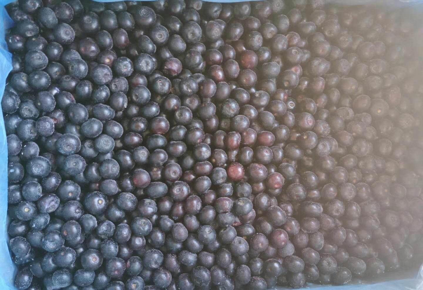IQF blueberry,IQF Blueberries,Frozen Blueberries,cultivated 2