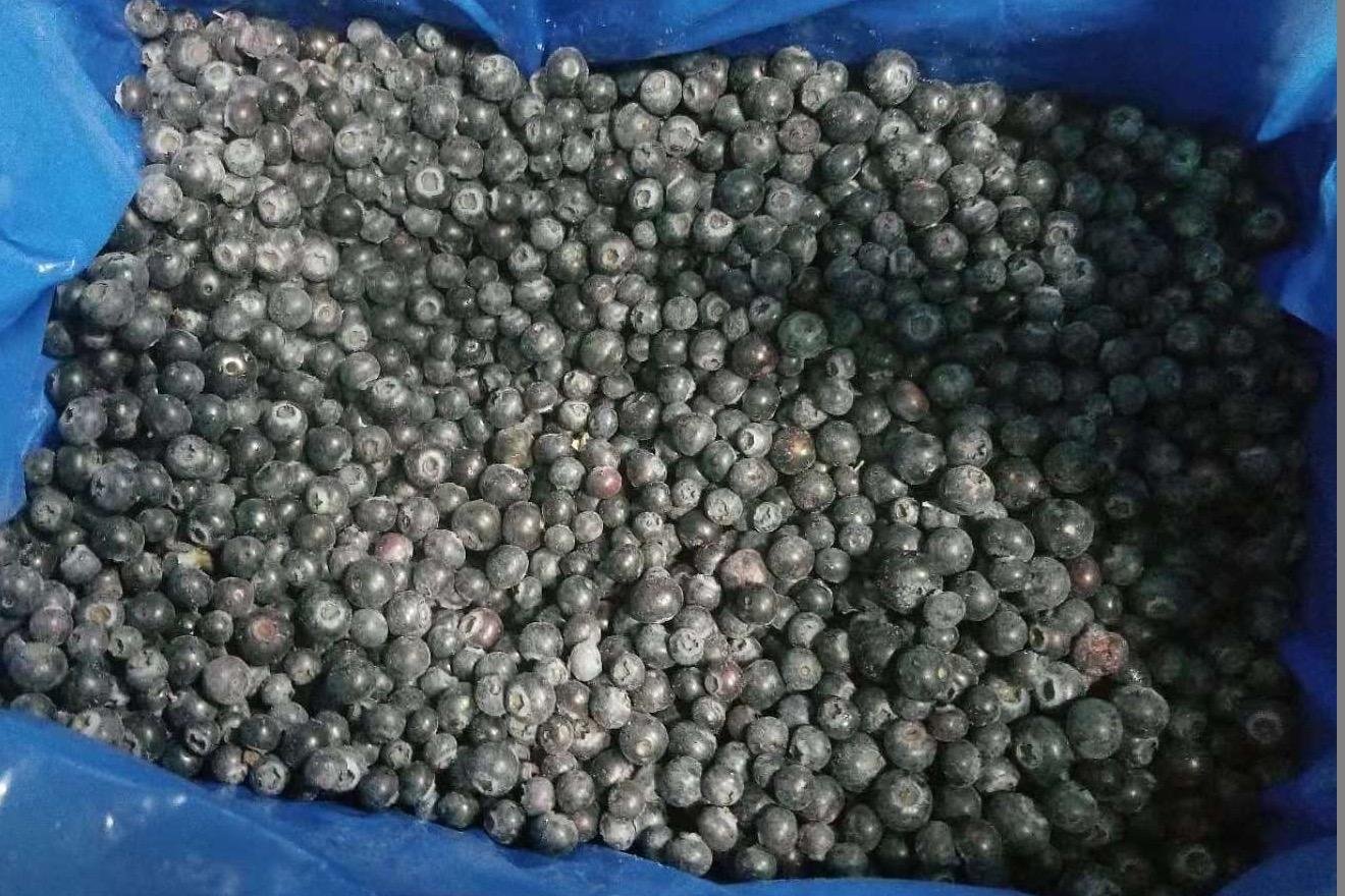IQF blueberry,IQF Blueberries,Frozen Blueberries,cultivated 3