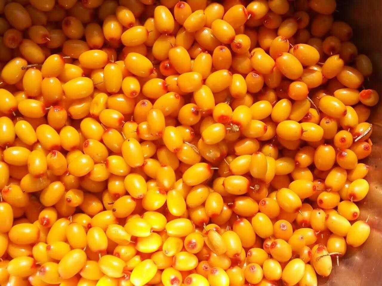 冷冻沙棘果,速冻沙棘果 9