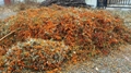 IQF Sea Buckthorn(Havthom),Frozen Sea Buckthorn