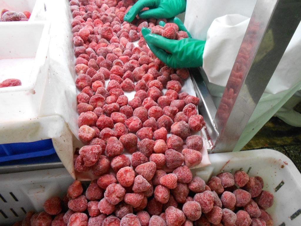 冷凍草莓,速凍草莓,冷凍草莓泥,速凍草莓泥 12