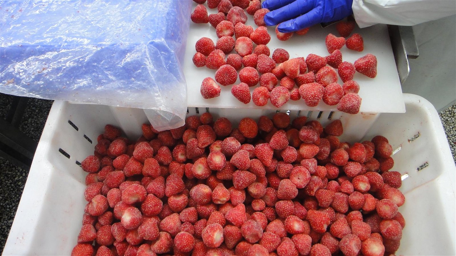 IQF Strawberry,Frozen Strawberries,IQF Whole Strawberry,Sweet Charlie variety 4