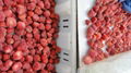 IQF Strawberry,Frozen Strawberries,IQF Whole Strawberry,Sweet Charlie variety 20