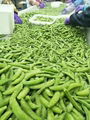 IQF Sugar Snap Peas,Frozen Sugar Snap Peas,IQF frozen Sweet Beans 8