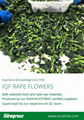 IQF Rape Flower,Frozen Rape Flowers,BQF Rape Flowers 10