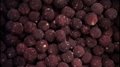IQF Bayberry,Frozen Bayberries,IQF Waxberry,IQF Arbutus