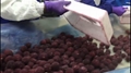 IQF Bayberry,Frozen Bayberries,IQF Waxberry,IQF Arbutus 4