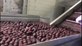 IQF Bayberry,Frozen Bayberries,IQF Waxberry,IQF Arbutus 5