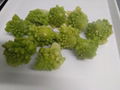 IQF Romanesco Florets,Frozen Romanesco Florets 13