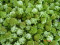 IQF Romanesco Florets,Frozen Romanesco Florets 16