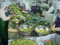 IQF Romanesco Florets,Frozen Romanesco Florets