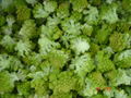 IQF Romanesco Florets,Frozen Romanesco Florets 7