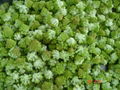 IQF Romanesco Florets,Frozen Romanesco Florets