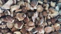 IQF Suillus Granulatus Cubes,Frozen Suillus Granulatus Cubes,wild mushrooms