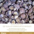 IQF Suillus Granulatus Wholes,IQF Suillus Granulatus Wholes,wild mushrooms