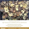 IQF Suillus Granulatus Wholes,IQF Suillus Granulatus Wholes,wild mushrooms 18