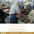IQF Shiitake Cuts,Frozen Shiitake Cuts,IQF Shiitake Quarter Cuts 13