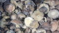 IQF Suillus Granulatus Wholes,IQF Suillus Granulatus Wholes,wild mushrooms