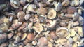 IQF Suillus Granulatus Wholes,IQF Suillus Granulatus Wholes,wild mushrooms