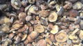 IQF Suillus Granulatus Wholes,IQF