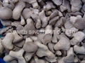 IQF Pleurotus Baby Wholes,Frozen Pleurotus Baby Wholes,Frozen Oyster Mushrooms