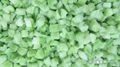 IQF Diced Celery,Frozen Diced Celery,IQF Celery Dices,Frozen Celery Dices 14