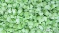 IQF Diced Celery,Frozen Diced Celery,IQF Celery Dices,Frozen Celery Dices