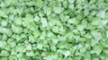 IQF Diced Celery,Frozen Diced Celery,IQF Celery Dices,Frozen Celery Dices 17