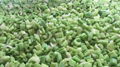 IQF Diced Celery,Frozen Diced Celery,IQF Celery Dices,Frozen Celery Dices 1