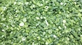 IQF Frozen Spring Onion Cuts,IQF Frozen Green Onions Dices,IQF Chives Dices