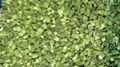 IQF Frozen Spring Onion Cuts,IQF Frozen Green Onions Dices,IQF Chives Dices 18