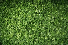 IQF Frozen Spring Onion Cuts,IQF Frozen Green Onions Dices,IQF Chives Dices