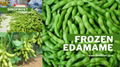 IQF Edamame in pods,Frozen Edamame,IQF Green Soybeans,Frozen Green Soybeans 2