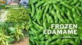 IQF Edamame,Frozen Edamame,IQF Green Soy Beans,Frozen Green Soy Beans