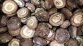 IQF Mixed Mushrooms,Frozen Mixed Mushrooms,Mushrooms Blend,Wild Mushrooms Blend