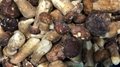 IQF Mixed Mushrooms,Frozen Mixed Mushrooms,Mushrooms Blend,Wild Mushrooms Blend
