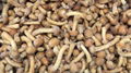 IQF nameko ,Frozen Nameko,IQF Mixed Mushrooms,Frozen Mixed Mushrooms 10