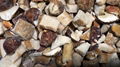 IQF nameko ,Frozen Nameko,IQF Mixed Mushrooms,Frozen Mixed Mushrooms