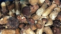 IQF nameko ,Frozen Nameko,IQF Mixed Mushrooms,Frozen Mixed Mushrooms