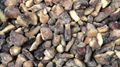 IQF nameko ,Frozen Nameko,IQF Mixed Mushrooms,Frozen Mixed Mushrooms 18