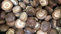 IQF Shiitake Wholes,Frozen Shiitake