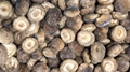 IQF Shiitake Wholes,Frozen Shiitake Wholes,IQF shiitakes 19