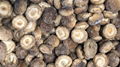 IQF Shiitake Wholes,Frozen Shiitake Wholes,IQF shiitakes