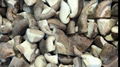 IQF Shiitake Wholes,Frozen Shiitake Wholes,IQF shiitakes 4