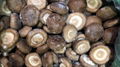 IQF Shiitake Wholes,Frozen Shiitake Wholes,IQF shiitakes 20