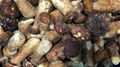 IQF Boletus Edulis Cubes,Frozen Boletus Edulis Cuts,Frozen Wild Mushrooms