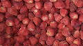 IQF Whole Strawberry,Frozen Strawberry Wholes,IQF strawberries,Darselect variety 1