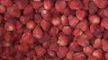 IQF Whole Strawberry,Frozen Strawberry Wholes,IQF strawberries,Darselect variety 3
