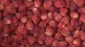 IQF Whole Strawberry,Frozen Strawberry Wholes,IQF strawberries,Darselect variety